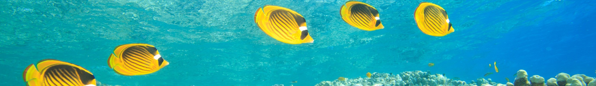 butterfly fish